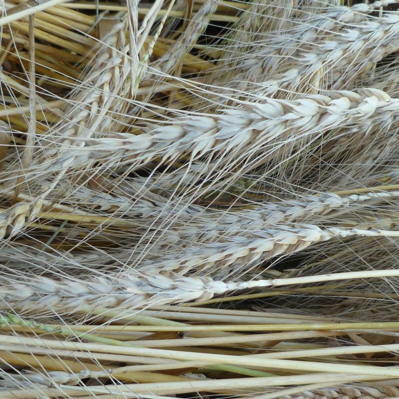 Modern grains and intolerances