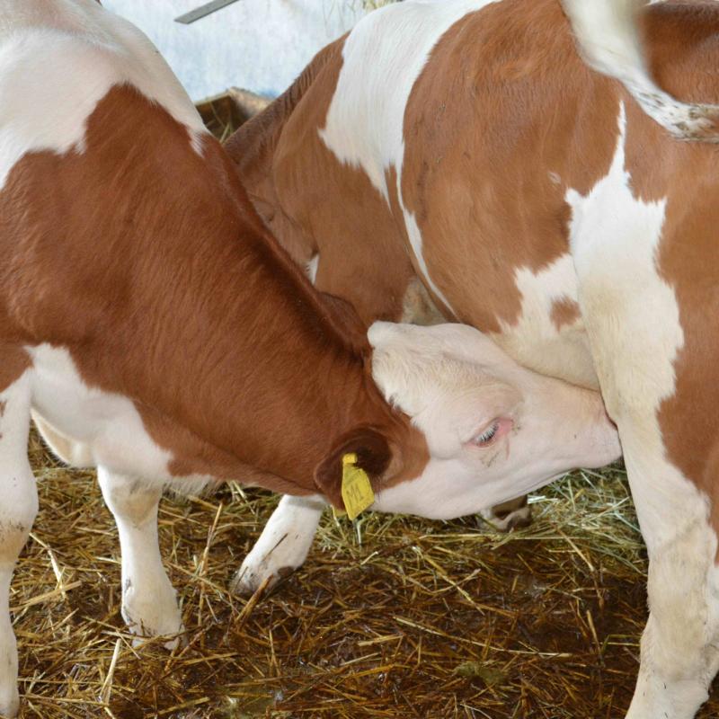 BIOTOUR SERMONDI - 10/06/2018, CASTEGNERO, VICENCE