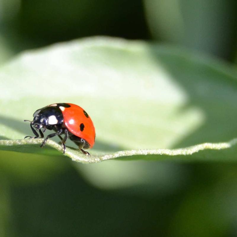 Trente-cinq ans de la coopérative - bande annonce