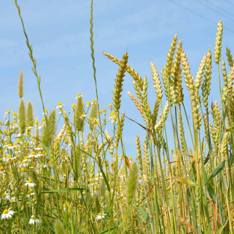 BIOTOUR TERRA VIVA - 12/06/2019, CHIOGGIA, VENISE