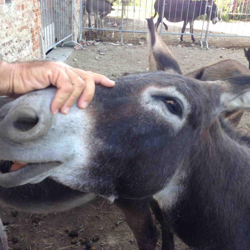 BIOTOUR CIUFFO VERDE - 17/09/2017, ROVOLON, PADOUE