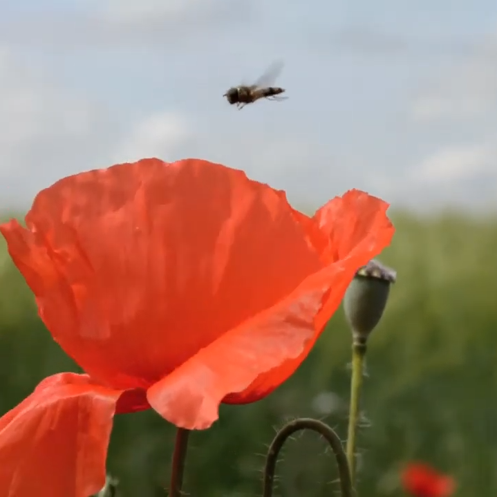 El Tamiso corporate - Français