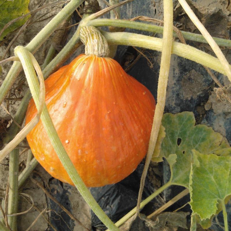 La solution naturelle - bande-annonce