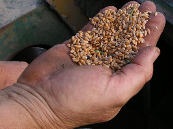 Écotypes : la liberté des graines !