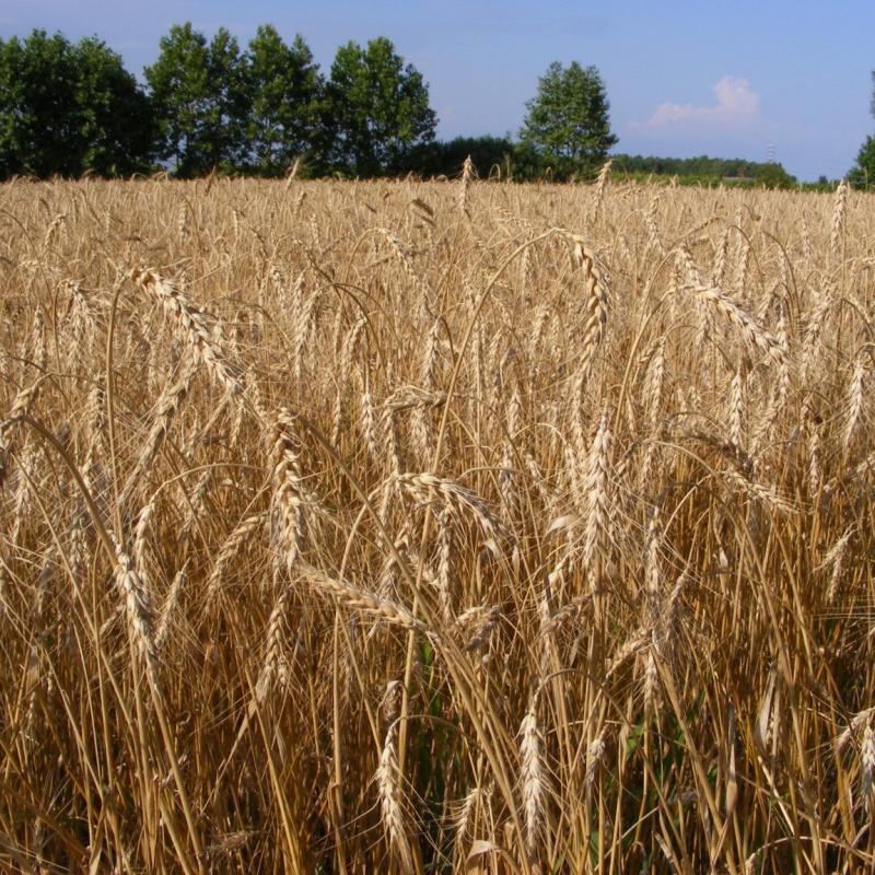 La soluzione naturale