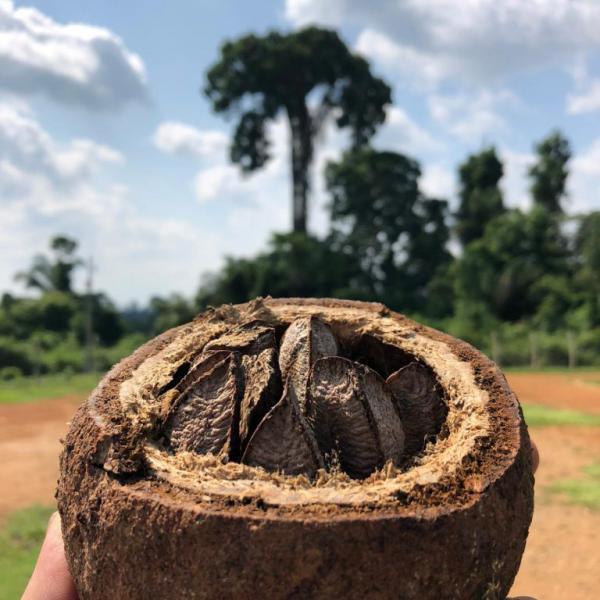 Noci del Brasile boliviane, buone per noi e per l'ambiente!