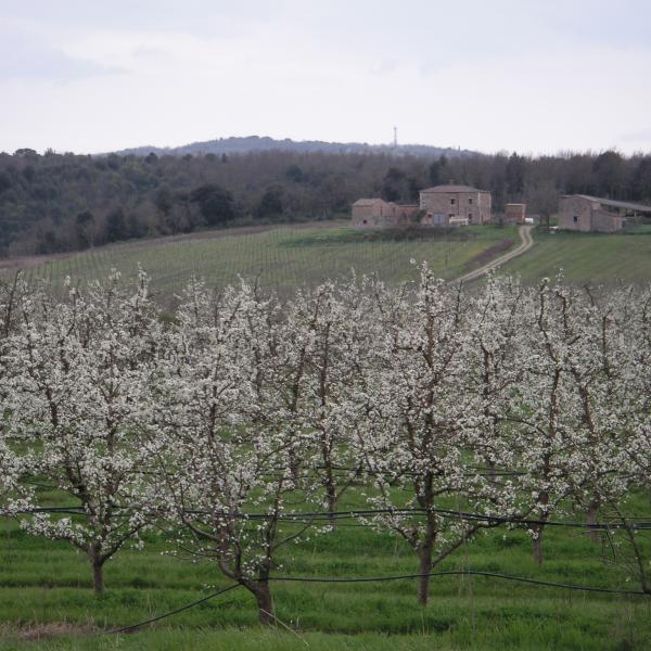 Le prugne  secche bio di Poggio Santa Cecilia