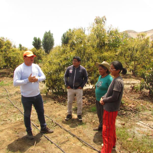 Avocado peruviano: la filiera è giusta!