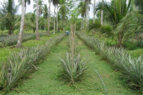 Ananas e Papaya essiccati - Sri Lanka