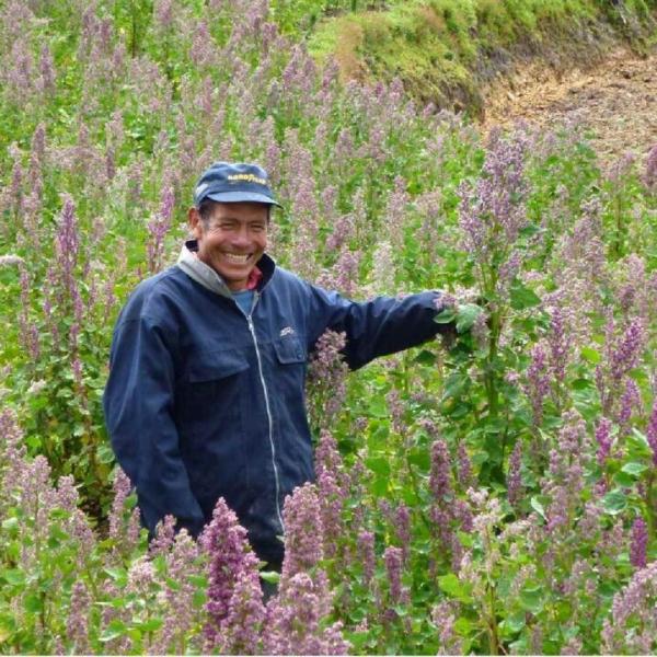 La quinoa, regina della biodiversità andina