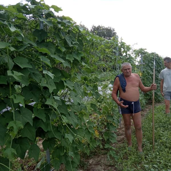 L'esotico..nostrano! Zucca centenaria a Legnaro