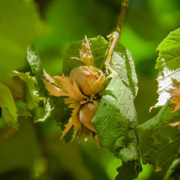 Le nocciole bio della Tuscia!