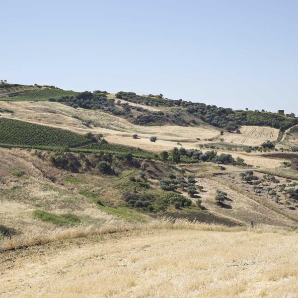 Pasta I Frutti del Sole, il grano biologico siciliano!