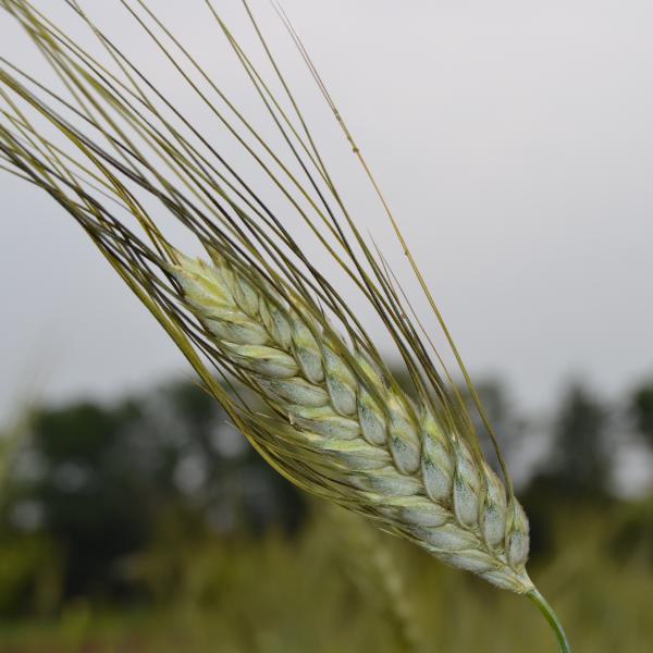 Farina di grani teneri "antichi": un salto indietro nel futuro!