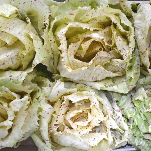 Come si "imbianca" il radicchio?