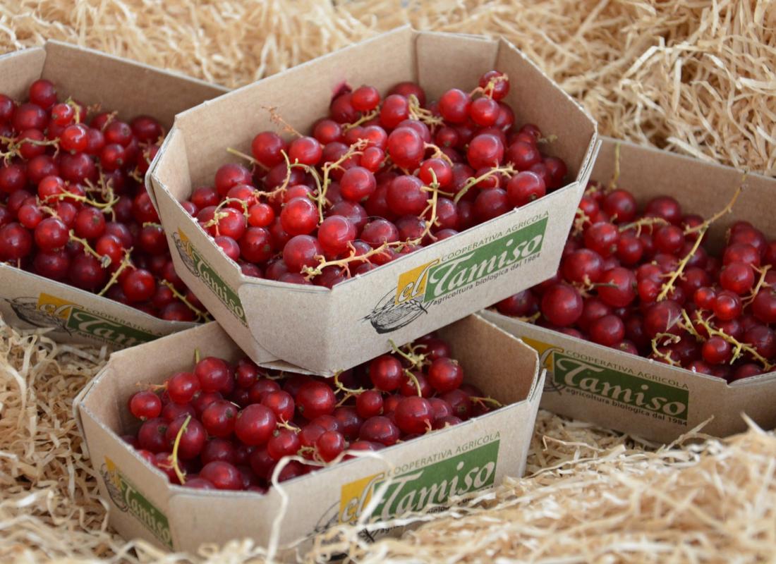 RIBES E MIRTILLI