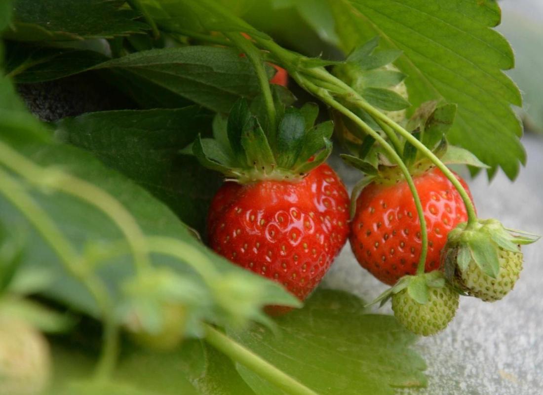FRAGOLE