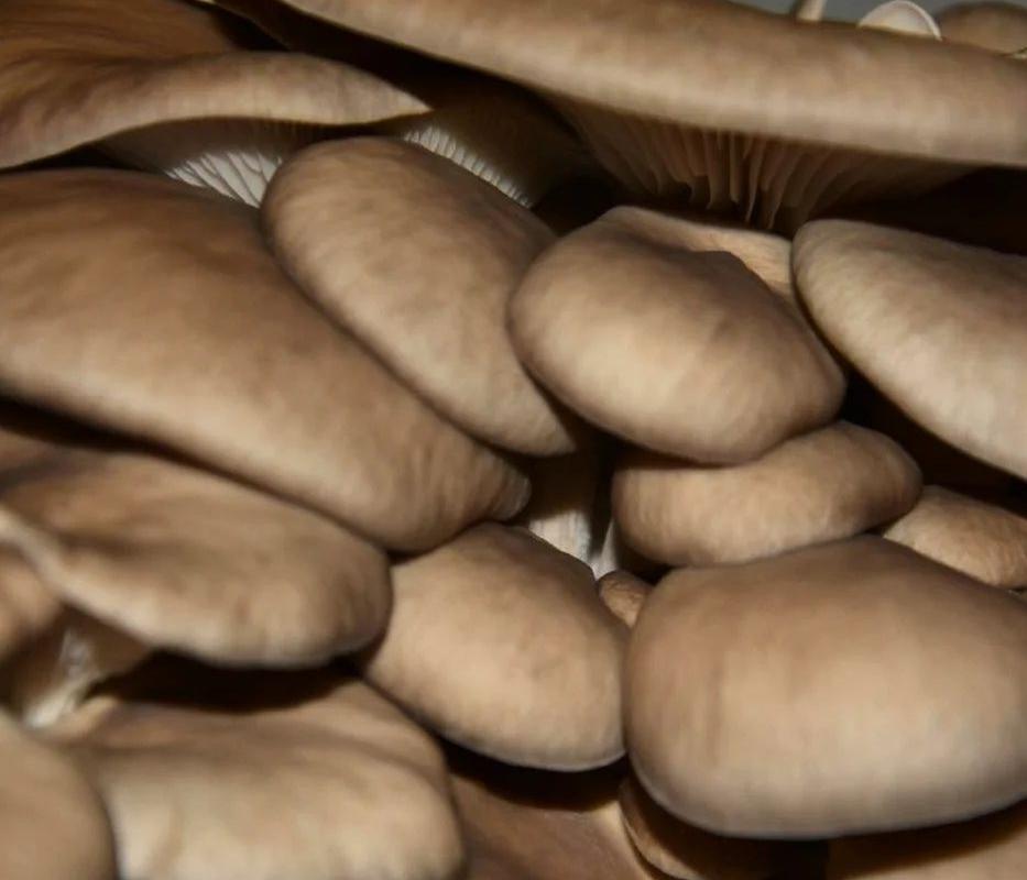 FUNGHI SHIITAKE e PLEUROTUS
