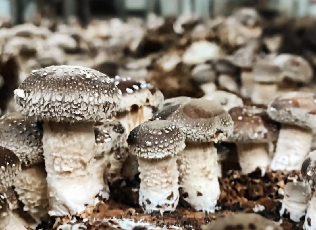 FUNGHI SHIITAKE e PLEUROTUS