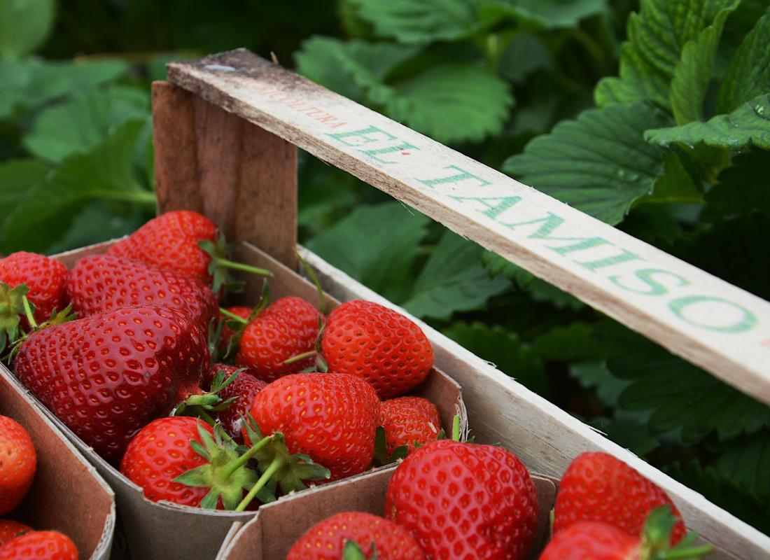 FRAGOLE
