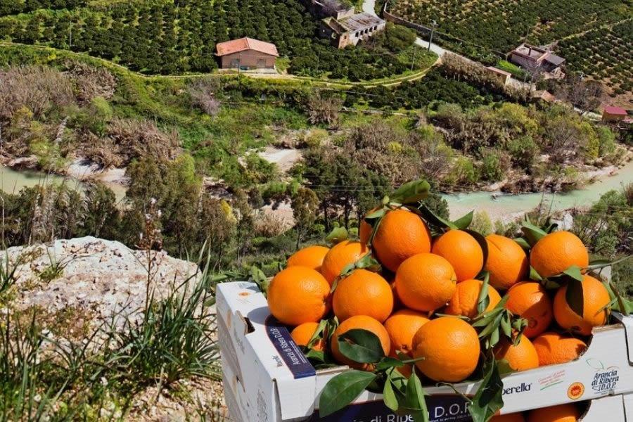Oranges Ribera D.O.P.