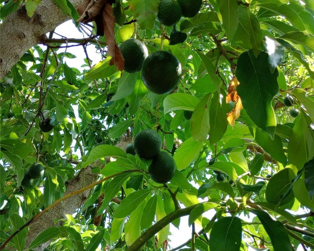 Avocado Italiano