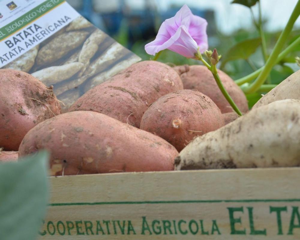 PATATA AMERICANA