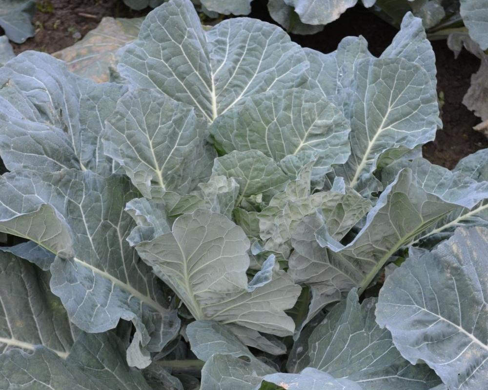 BROCCOLO PADOVANO