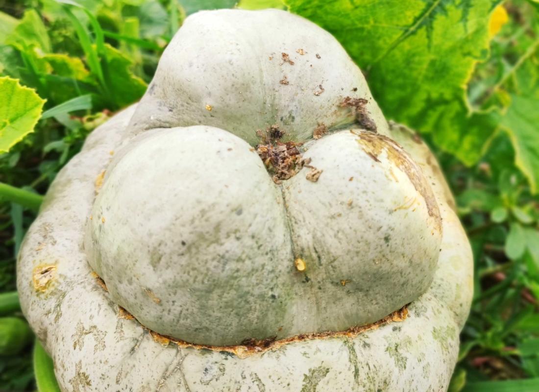 Zucca Cappello da Prete