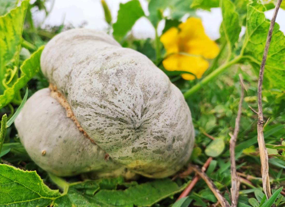 Zucca Cappello da Prete