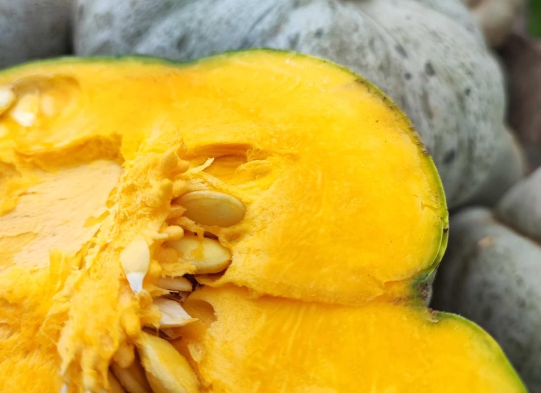 Zucca Cappello da Prete