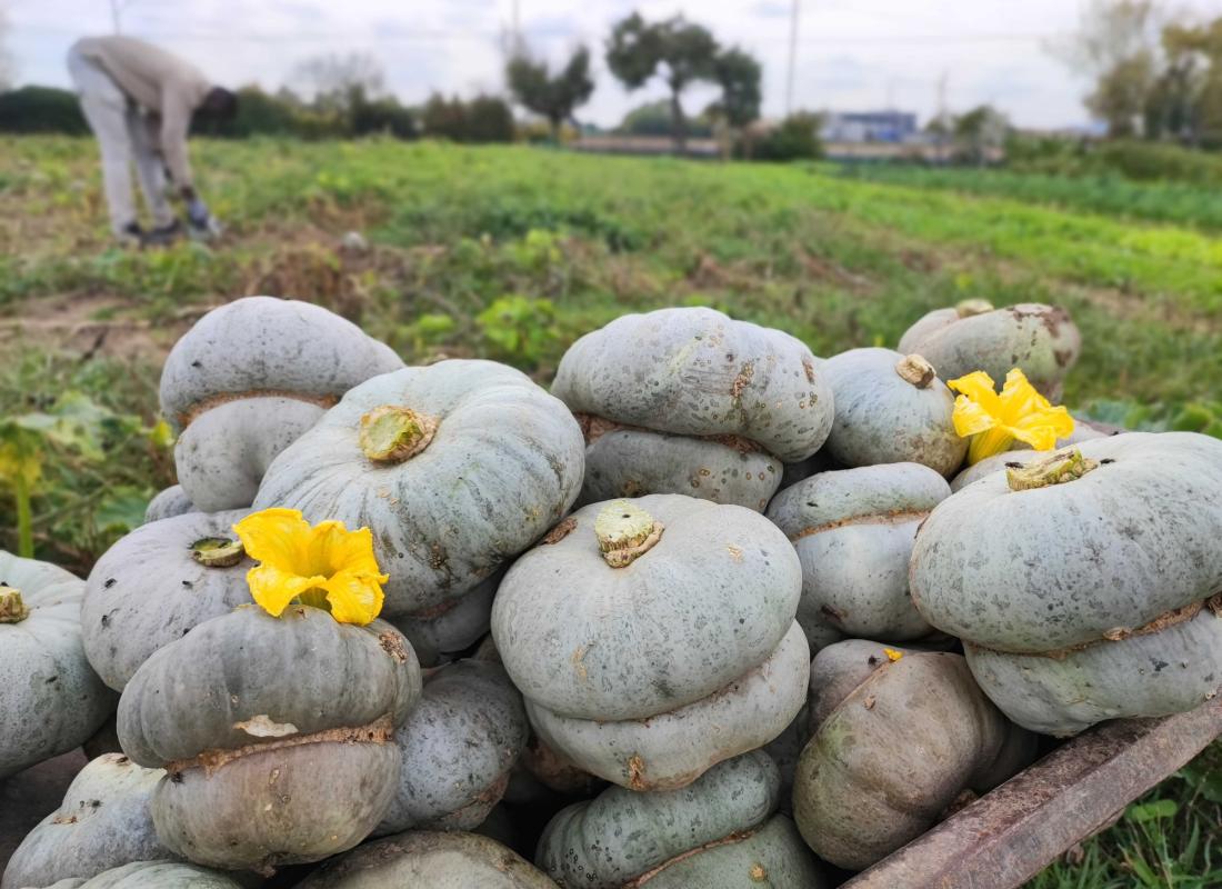 Zucca Cappello da Prete