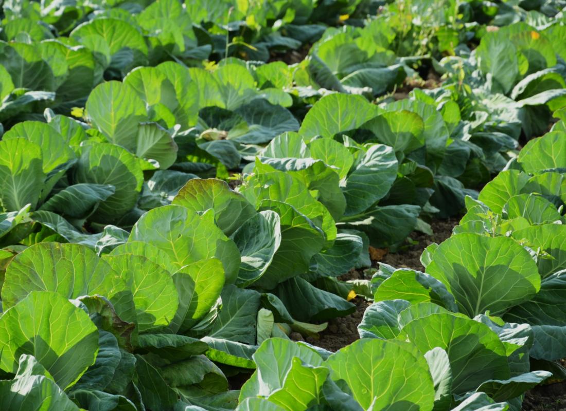 CAVOLO CAPPUCCIO