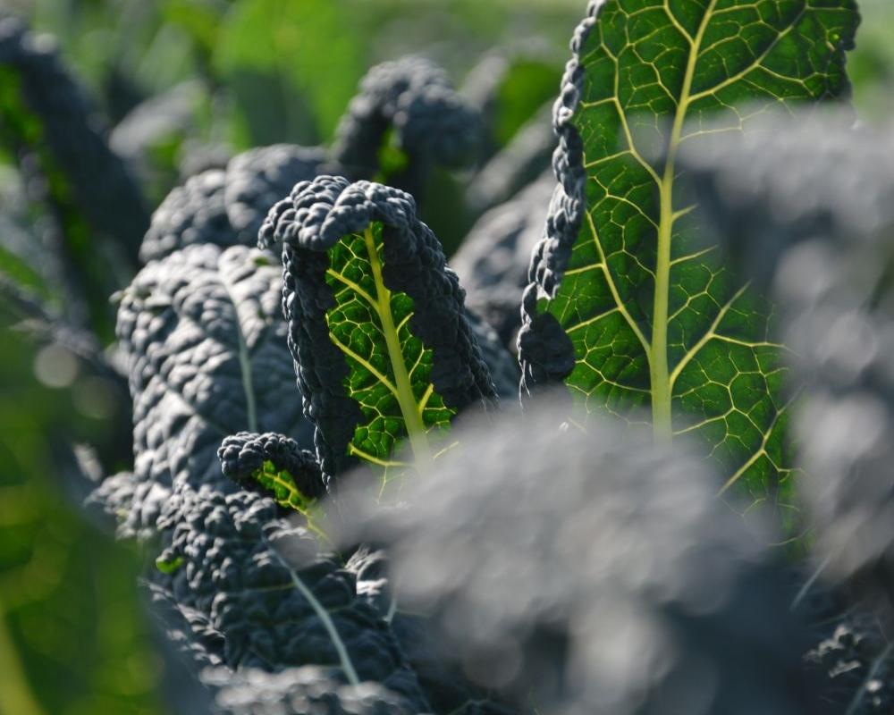 CAVOLO NERO