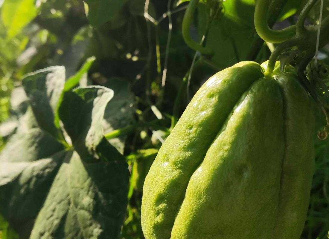 Chayote