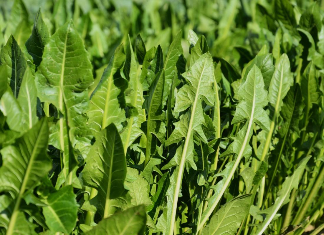 Cicoria Catalogna &  Puntarelle