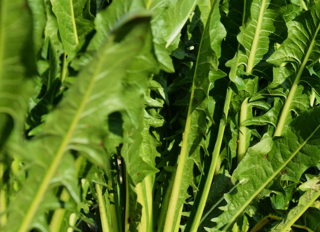 Cicoria Catalogna &  Puntarelle