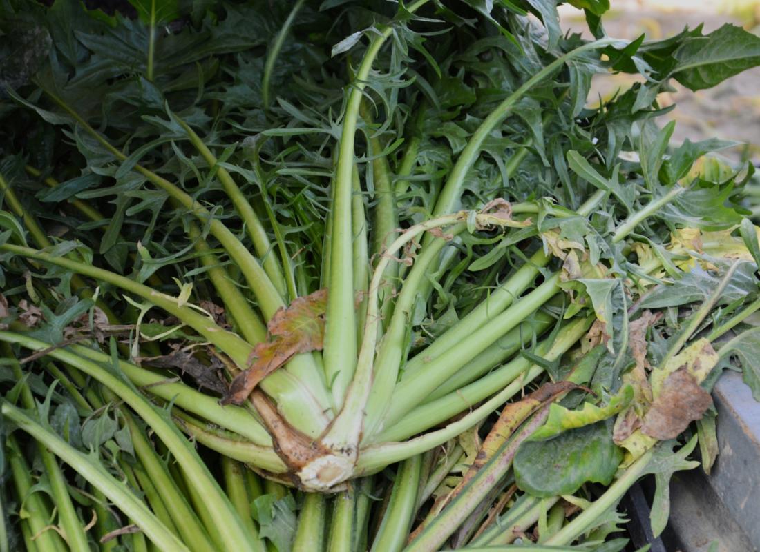 Cicoria Catalogna &  Puntarelle