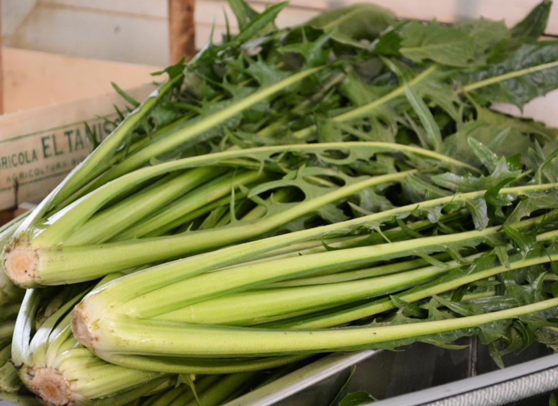Cicoria Catalogna &  Puntarelle