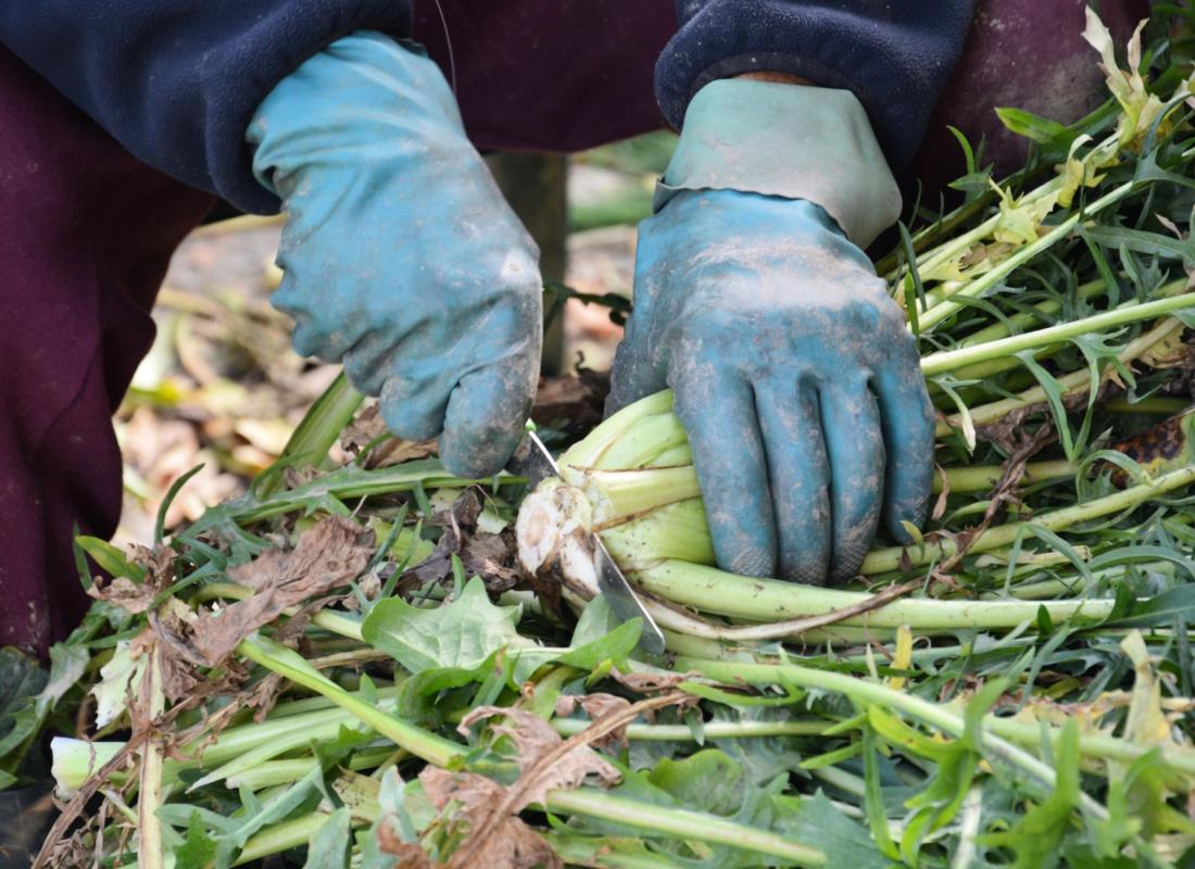 Cicoria Catalogna &  Puntarelle