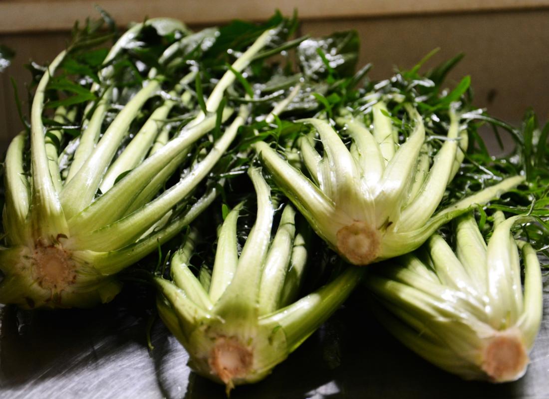 Cicoria Catalogna &  Puntarelle