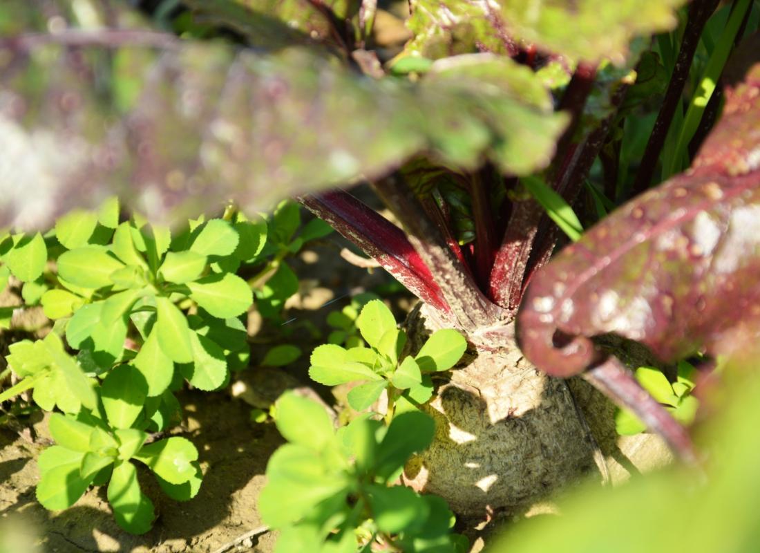 RED AND CHIOGGIA TURNIPS