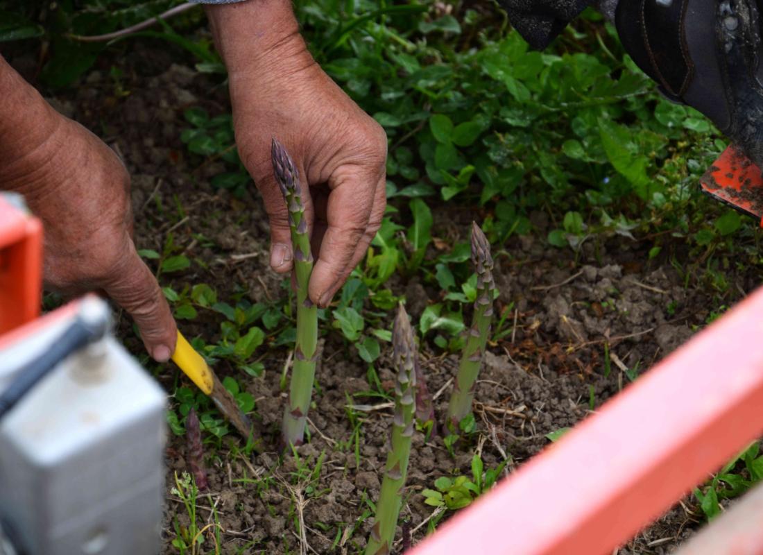 Asparagi El Tamiso