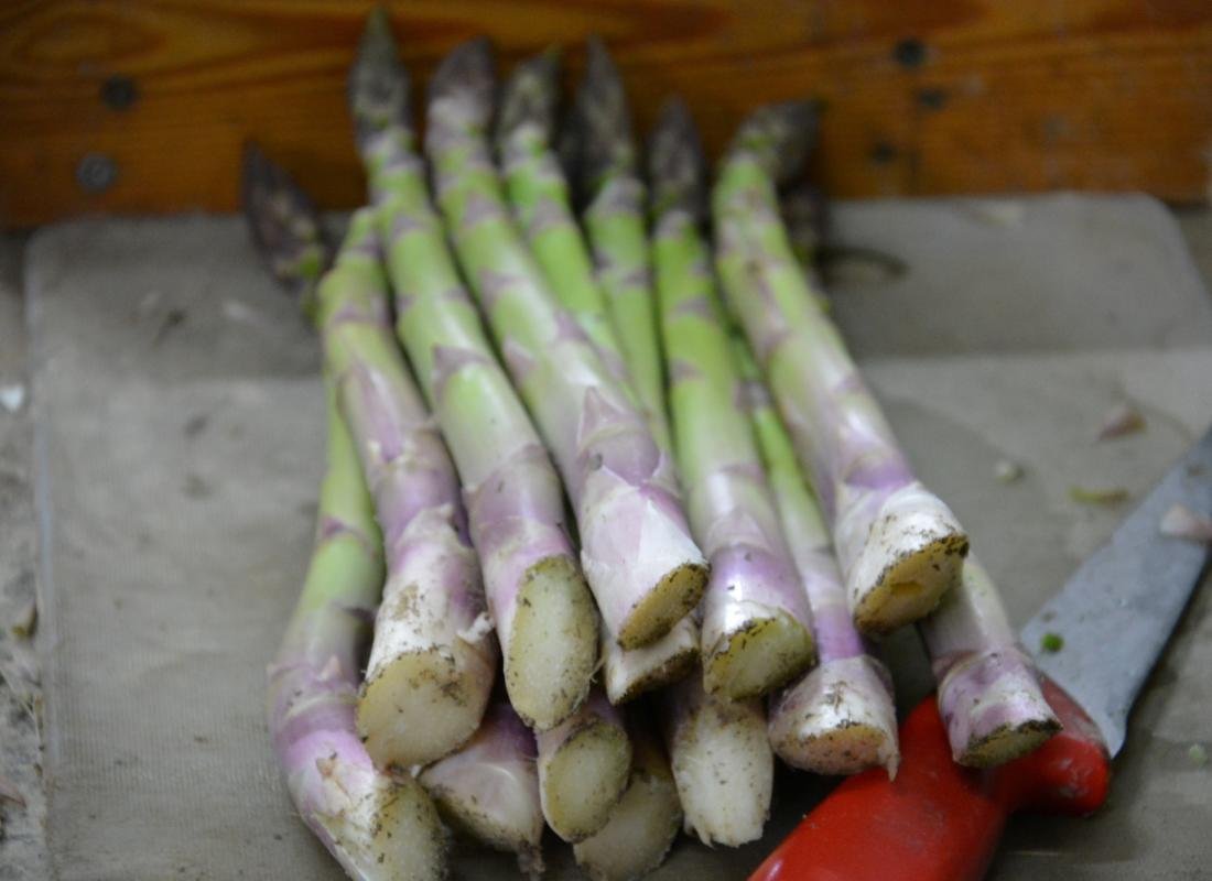 ASPARAGI El Tamiso