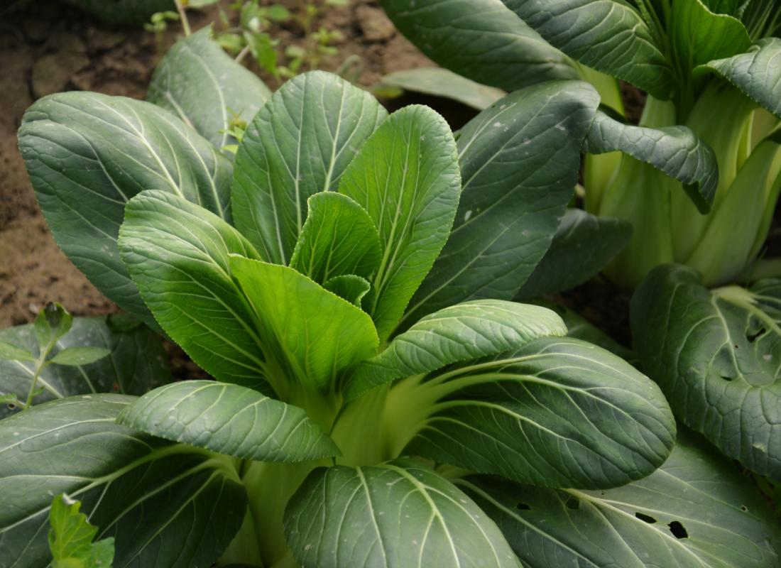 Pak-choi