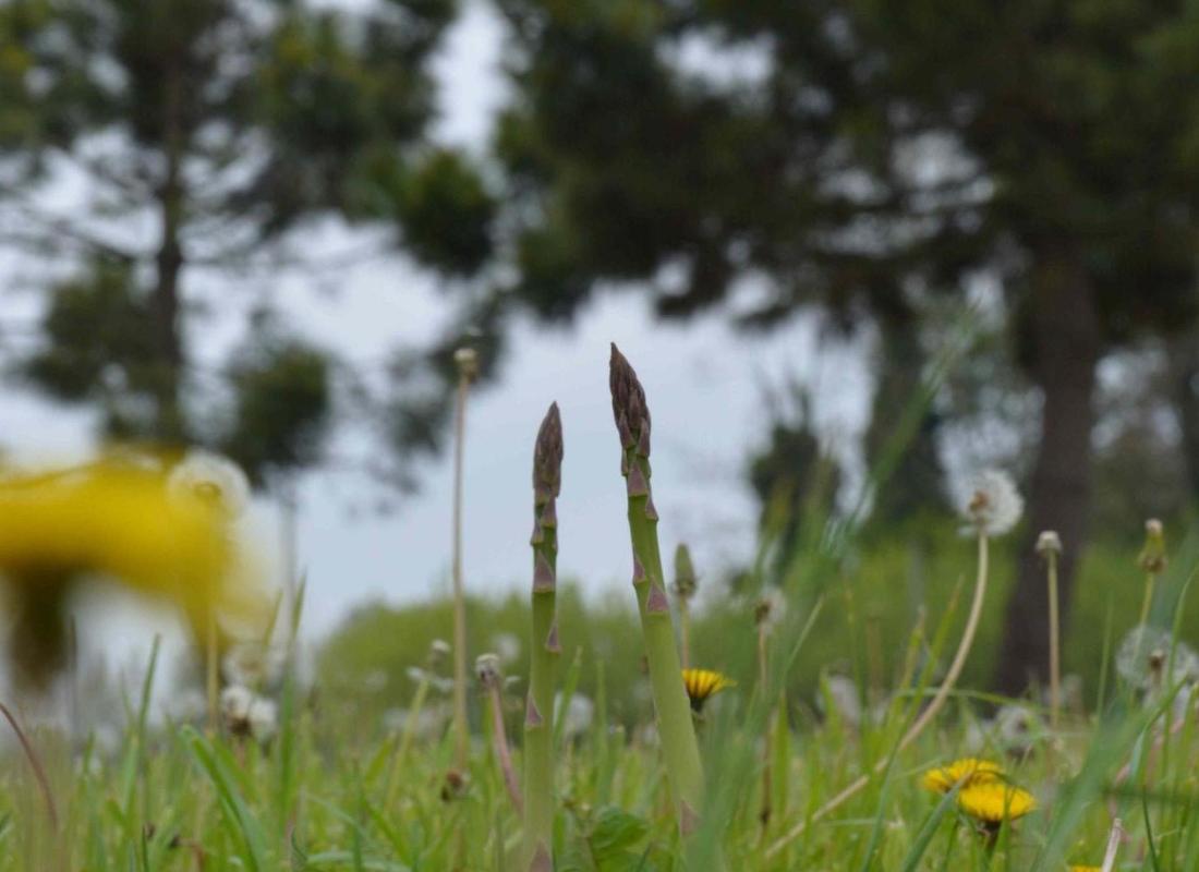 Asparagi El Tamiso