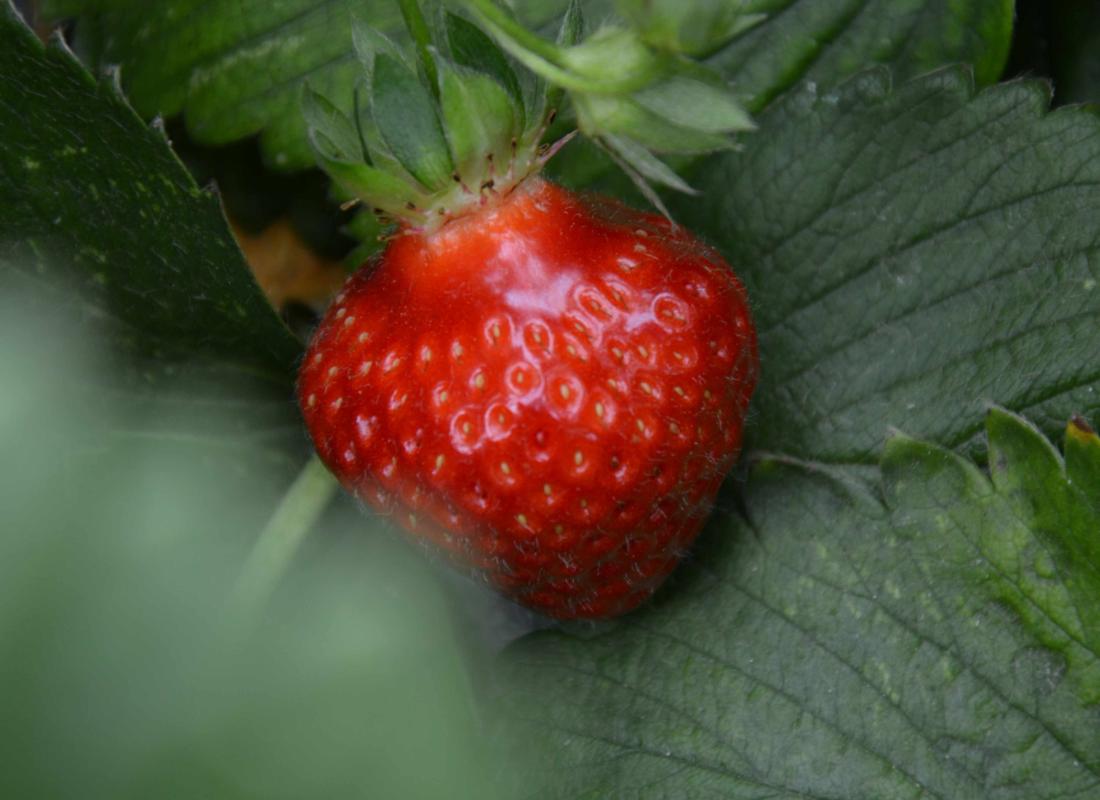 FRAGOLE
