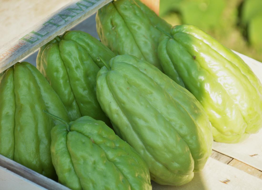 Chayote
