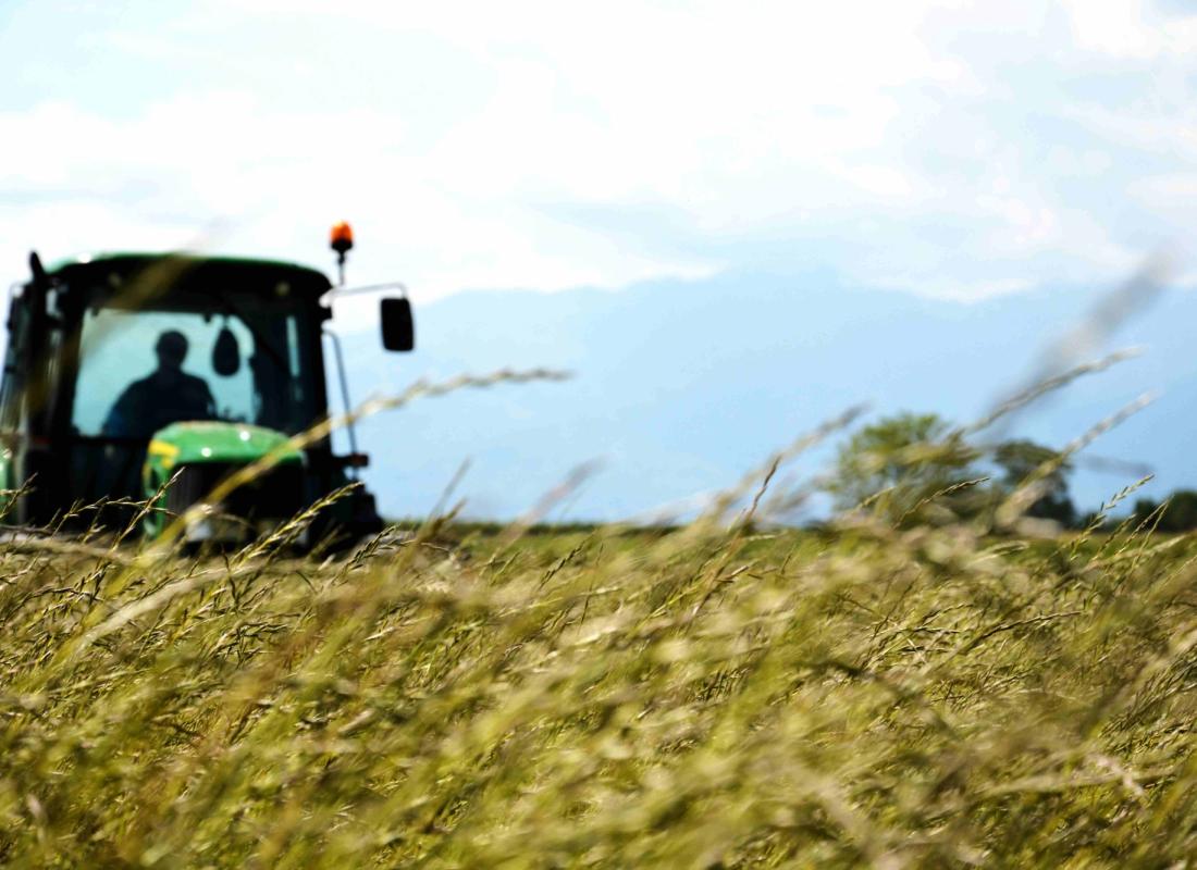 Il Riso El Tamiso: Biodistretto del Riso Piemontese