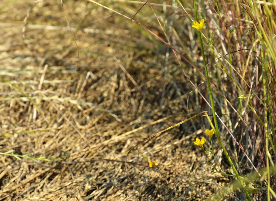 Il Riso El Tamiso: Biodistretto del Riso Piemontese